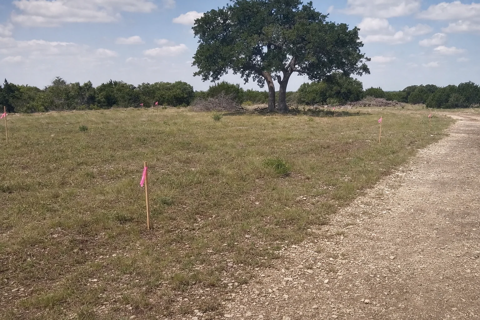 Pink stakes mark open ground beside the oak and rough entrance.