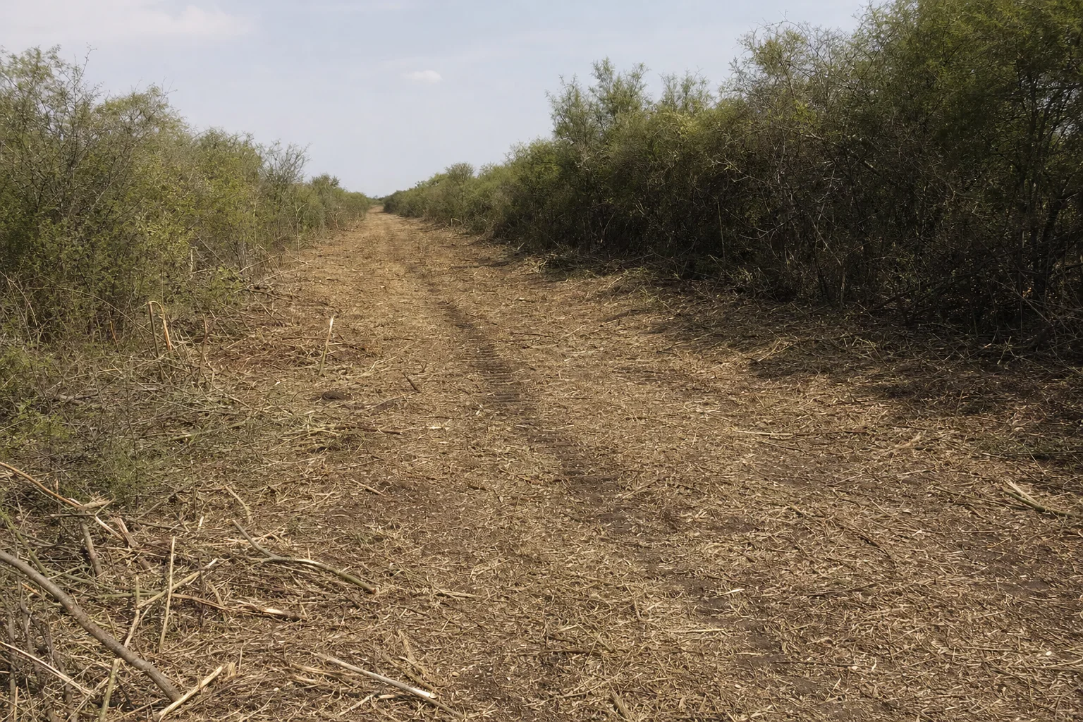 Chopped thorny brush covers the sendero between two walls of mesquite.