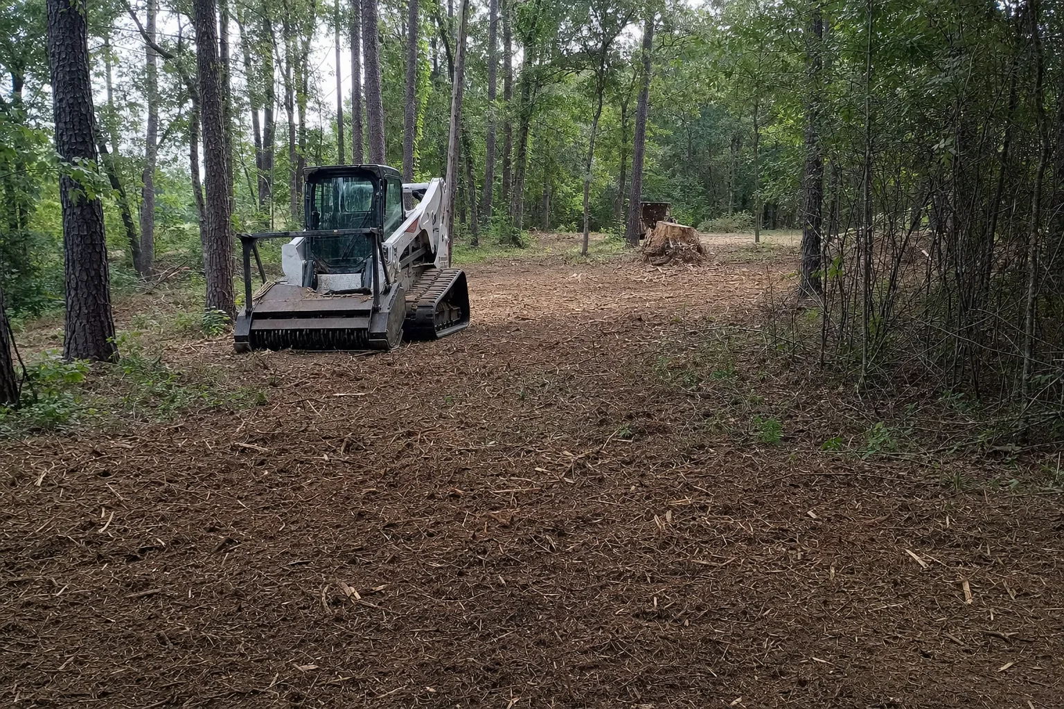 Fresh chips cover the understory below tall pines and a standing stump.