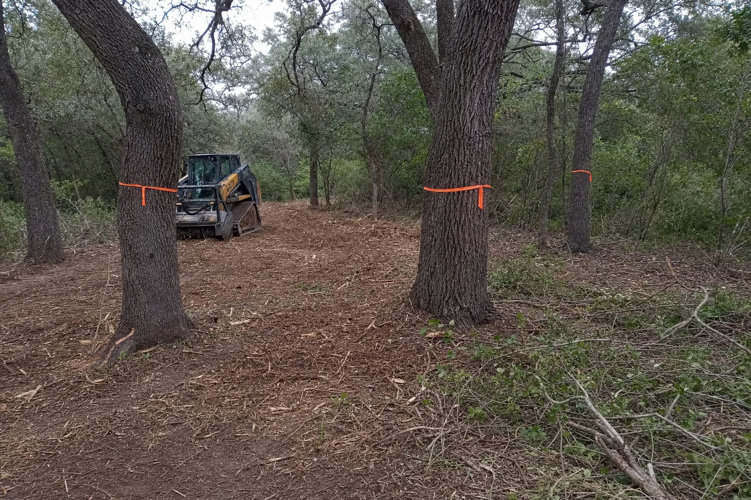 Orange ribbon marks the big trees above a fresh layer of chips.